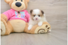 Pomeranian Pup Being Cute