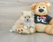 7 week old Pomeranian Puppy For Sale - Lone Star Pups