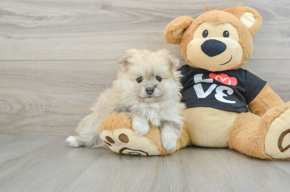 7 week old Pomeranian Puppy For Sale - Lone Star Pups