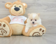 7 week old Pomeranian Puppy For Sale - Lone Star Pups