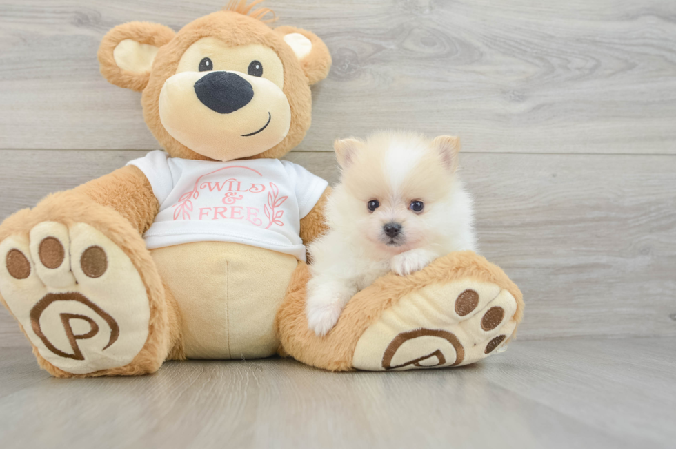 6 week old Pomeranian Puppy For Sale - Lone Star Pups