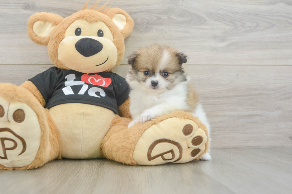 5 week old Pomeranian Puppy For Sale - Lone Star Pups