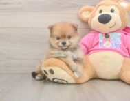 7 week old Pomeranian Puppy For Sale - Lone Star Pups