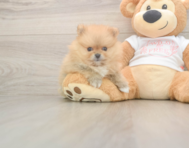 7 week old Pomeranian Puppy For Sale - Lone Star Pups