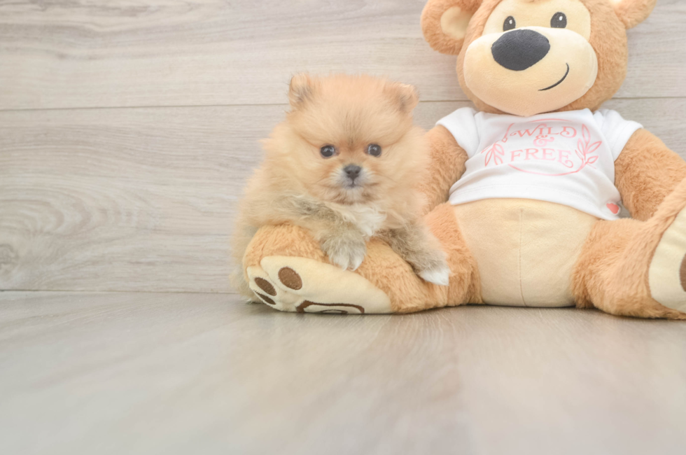 5 week old Pomeranian Puppy For Sale - Lone Star Pups
