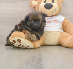 7 week old Pomeranian Puppy For Sale - Lone Star Pups