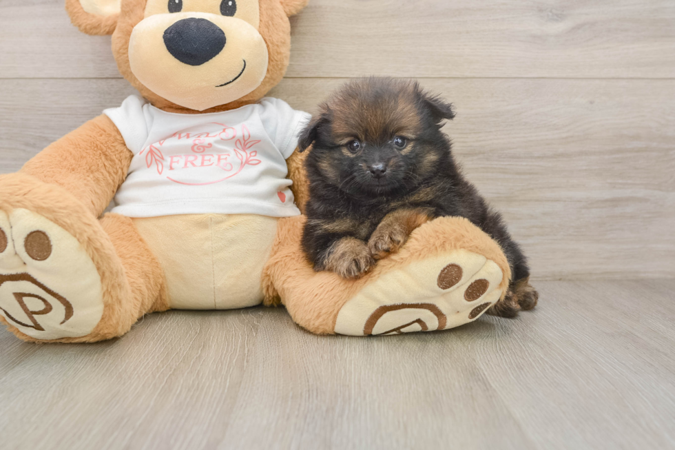 Popular Pomeranian Purebred Pup