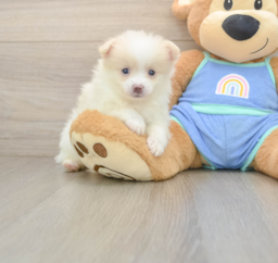 6 week old Pomeranian Puppy For Sale - Lone Star Pups