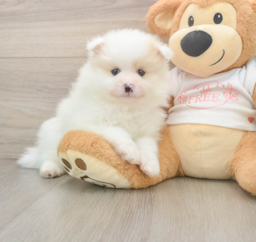 8 week old Pomeranian Puppy For Sale - Lone Star Pups