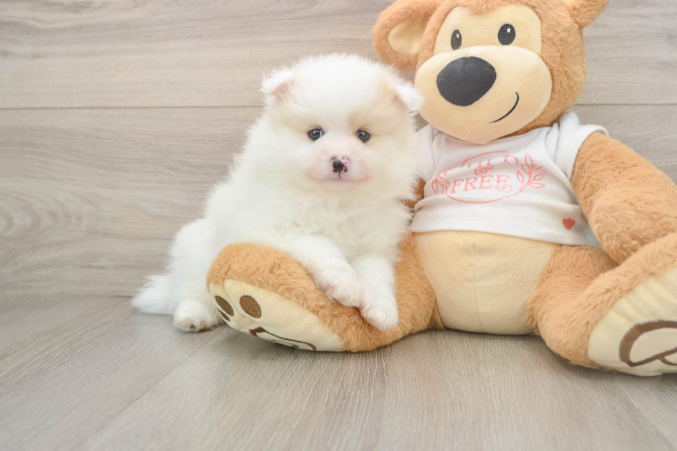 Best Pomeranian Baby