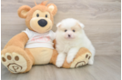 Best Pomeranian Baby