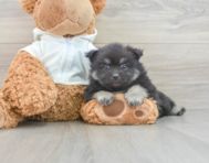 6 week old Pomeranian Puppy For Sale - Lone Star Pups