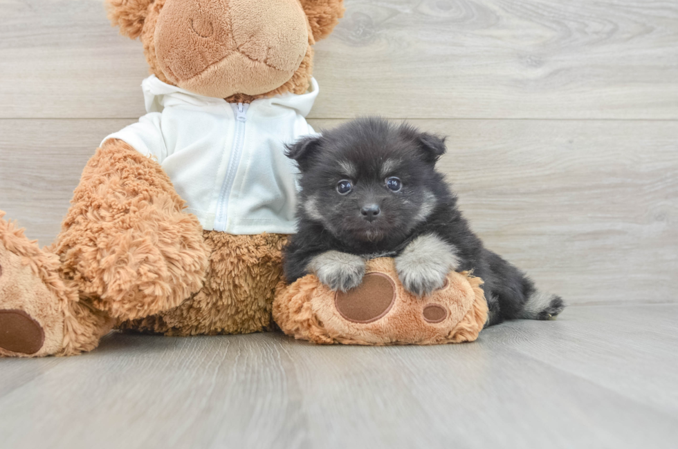 6 week old Pomeranian Puppy For Sale - Lone Star Pups