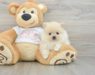 7 week old Pomeranian Puppy For Sale - Lone Star Pups