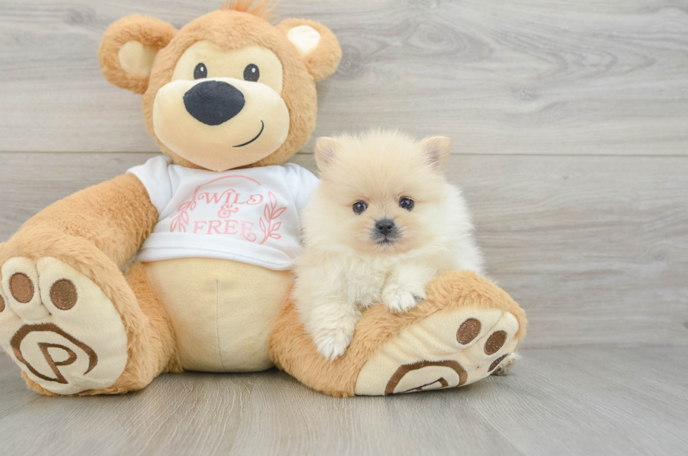 6 week old Pomeranian Puppy For Sale - Lone Star Pups