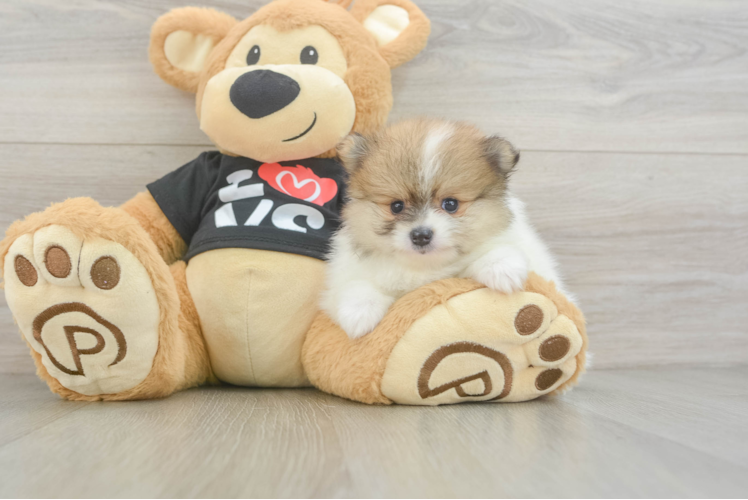 Pomeranian Pup Being Cute