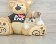 6 week old Pomeranian Puppy For Sale - Lone Star Pups