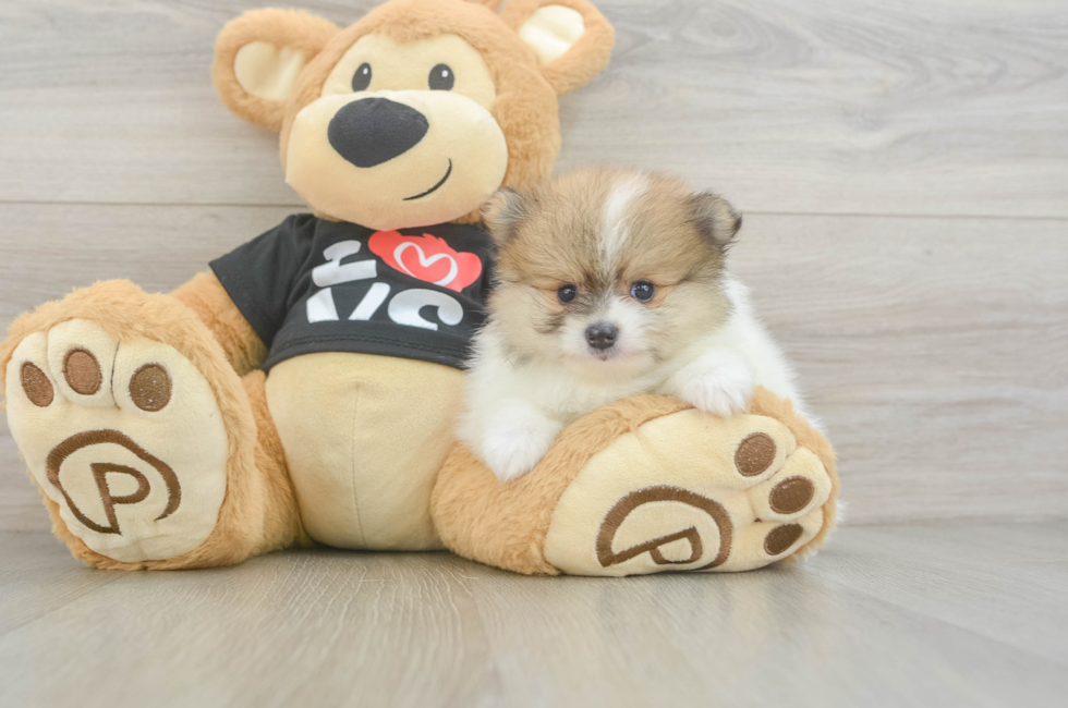 5 week old Pomeranian Puppy For Sale - Lone Star Pups