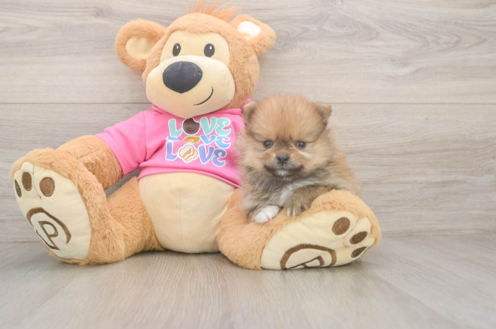 5 week old Pomeranian Puppy For Sale - Lone Star Pups
