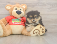 6 week old Pomeranian Puppy For Sale - Lone Star Pups