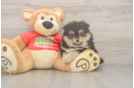 Petite Pom Dog Purebred Puppy