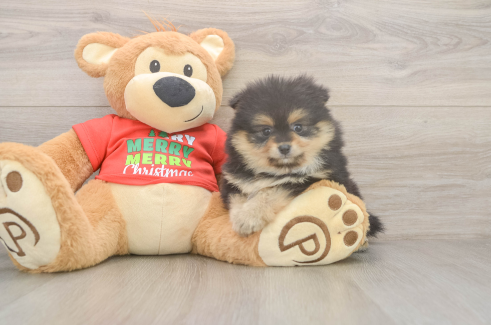 5 week old Pomeranian Puppy For Sale - Lone Star Pups