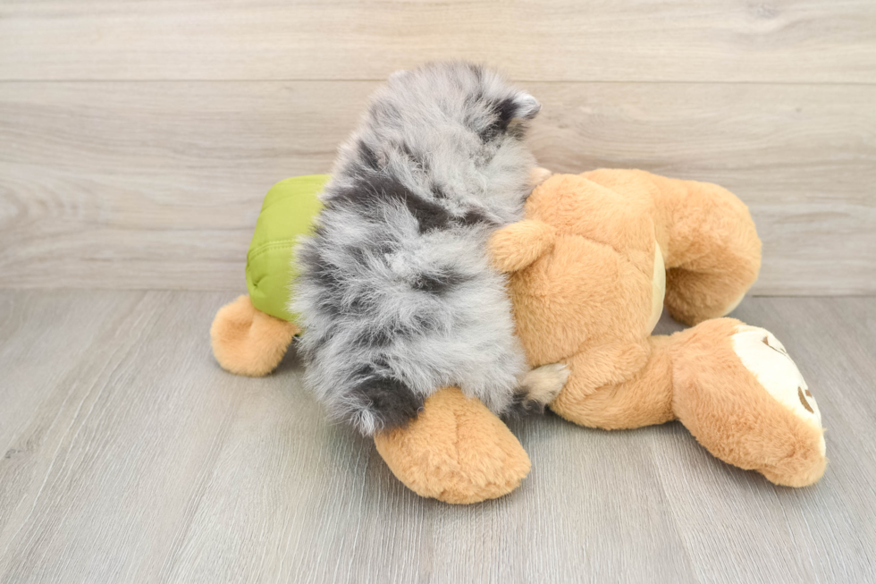 Pomeranian Pup Being Cute