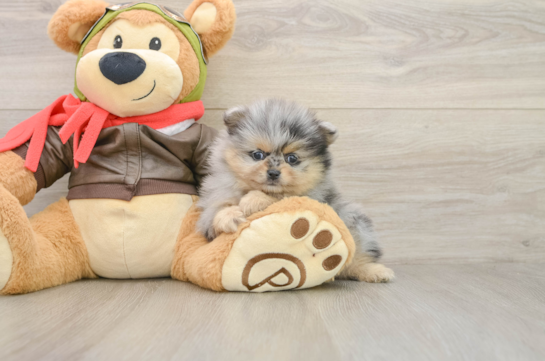 Little Pomeranian Purebred Pup