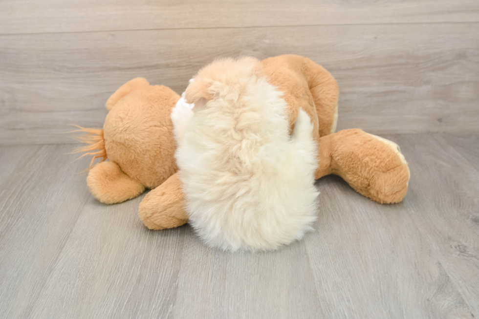 Fluffy Loulou Purebred Puppy