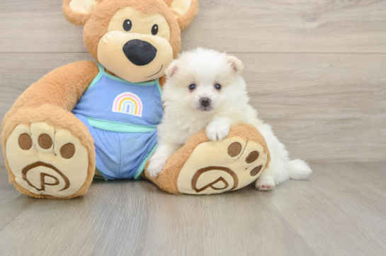 Sweet Loulou Purebred Puppy
