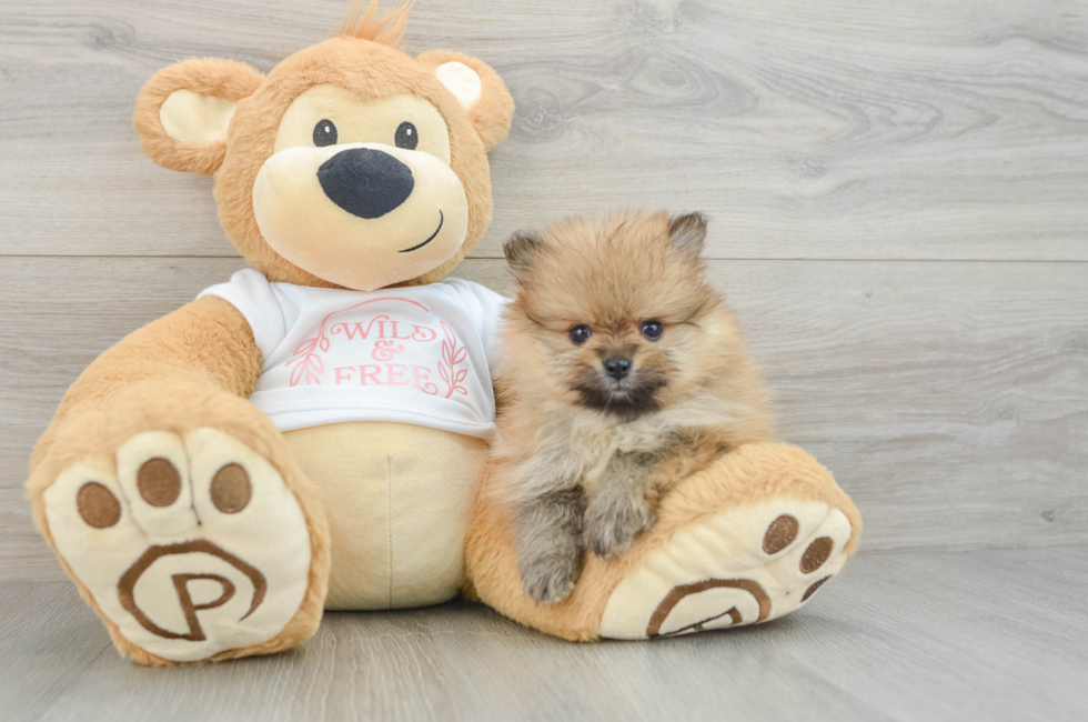 6 week old Pomeranian Puppy For Sale - Lone Star Pups