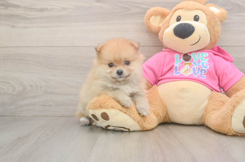 6 week old Pomeranian Puppy For Sale - Lone Star Pups