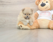 7 week old Pomeranian Puppy For Sale - Lone Star Pups