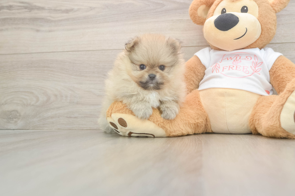 5 week old Pomeranian Puppy For Sale - Lone Star Pups