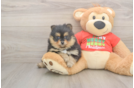 Funny Pomeranian Baby