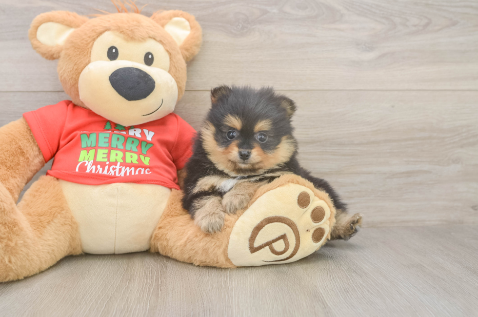 5 week old Pomeranian Puppy For Sale - Lone Star Pups