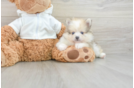 Pomeranian Puppy for Adoption