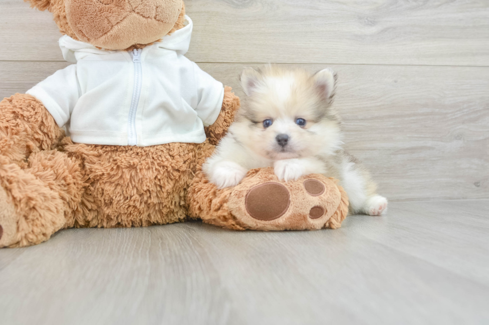 Pomeranian Puppy for Adoption