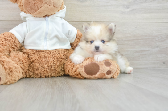 Pomeranian Puppy for Adoption