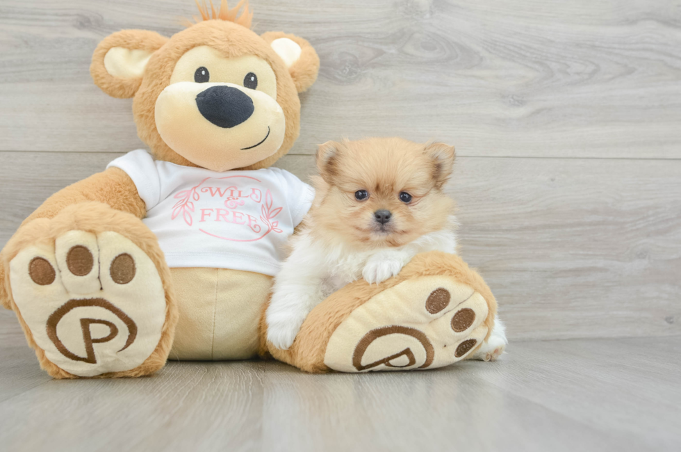 5 week old Pomeranian Puppy For Sale - Lone Star Pups