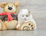 5 week old Pomeranian Puppy For Sale - Lone Star Pups