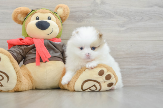 Best Pomeranian Baby