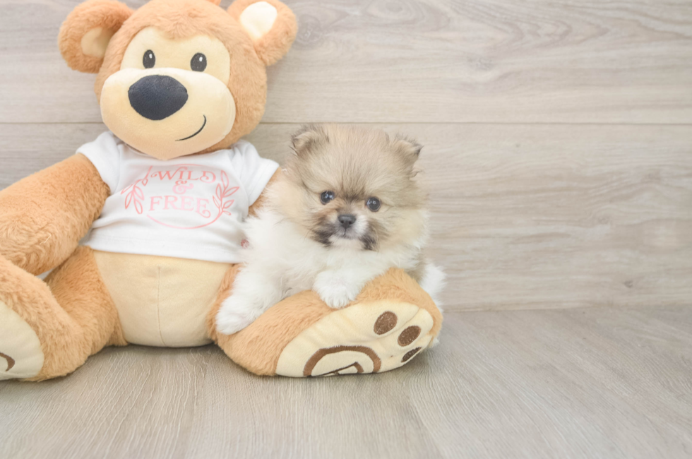 5 week old Pomeranian Puppy For Sale - Lone Star Pups