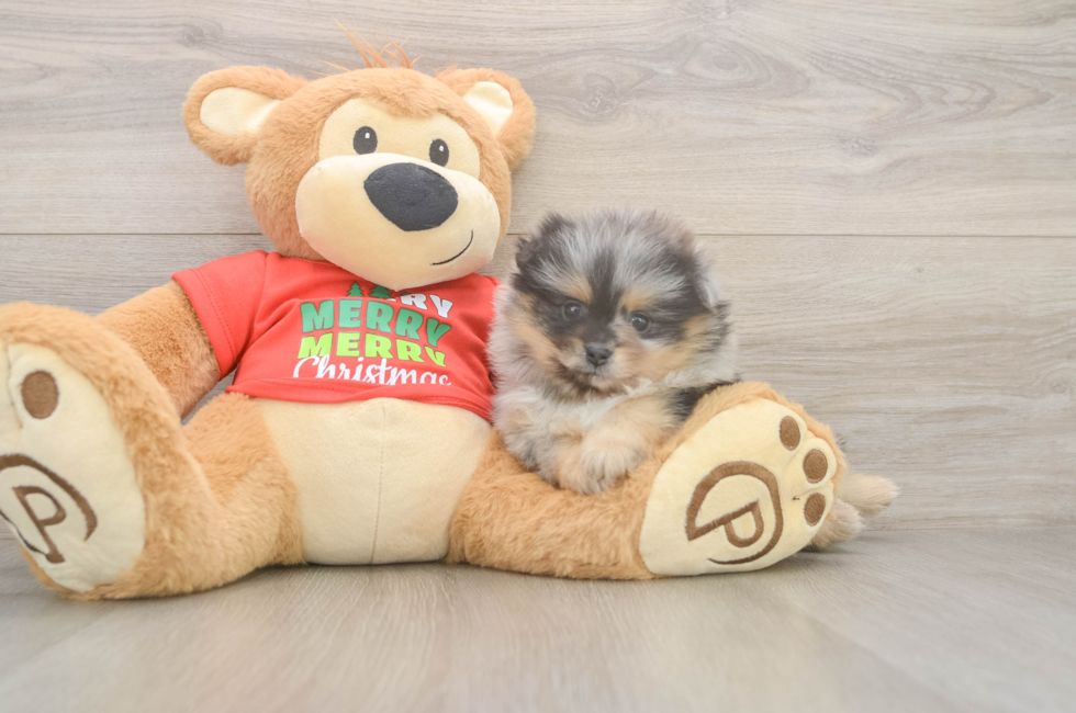 5 week old Pomeranian Puppy For Sale - Lone Star Pups