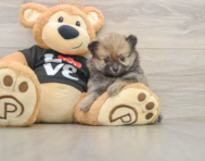 7 week old Pomeranian Puppy For Sale - Lone Star Pups