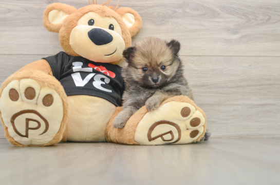 Pomeranian Puppy for Adoption