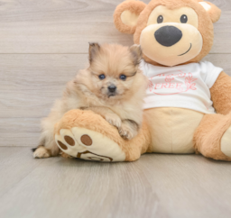 8 week old Pomeranian Puppy For Sale - Lone Star Pups