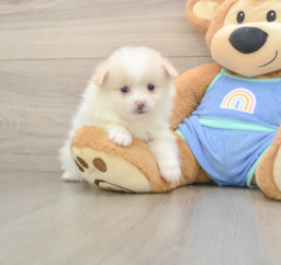 7 week old Pomeranian Puppy For Sale - Lone Star Pups