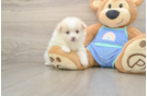 Best Pomeranian Baby