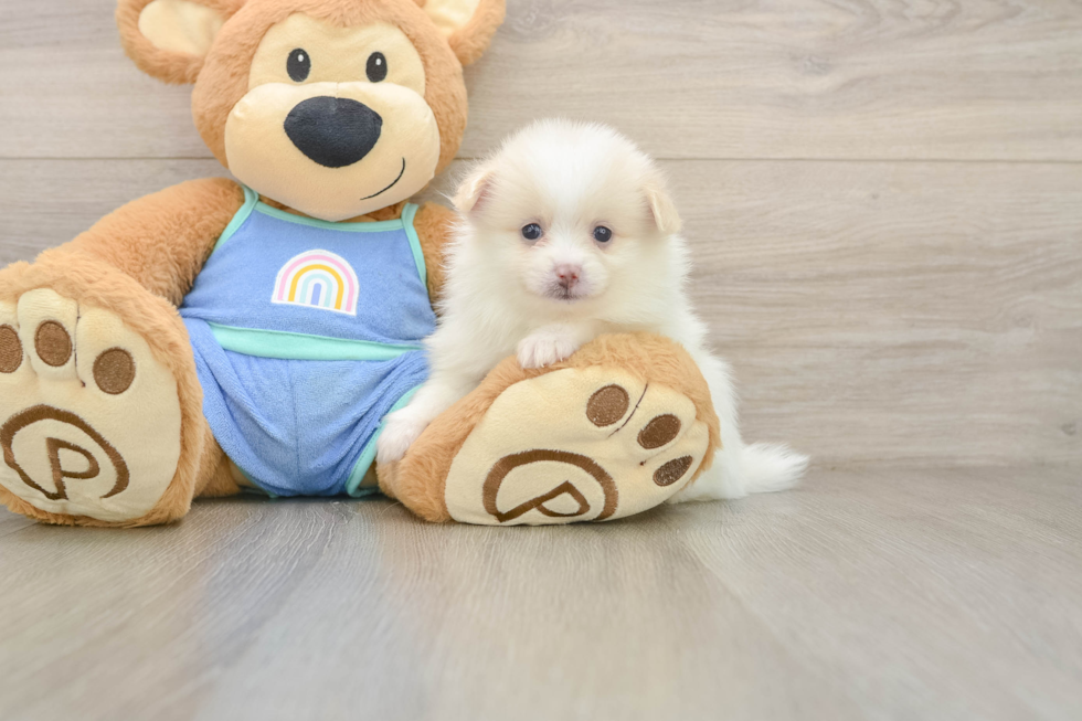 Pomeranian Puppy for Adoption